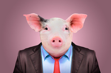Portrait of a pig in a business suit on a pink background