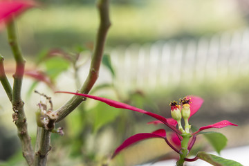 Christmas star flowers.