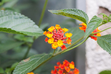 wandelröschen lantana