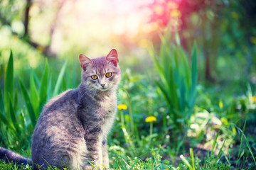 Naklejka na ściany i meble Portrait of a cat sitting in a grass in a garden in summer