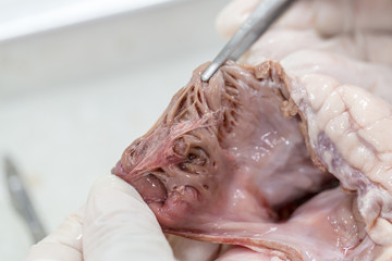 Sample Surgery structure heart of the pig for classroom education.