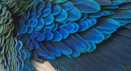 closeup peacock feathers (Green peafowl)