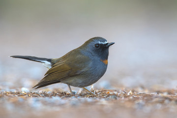 Rufous-gorgeted Flycatcher Beautiful bird
