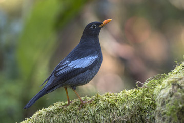 Beaoutiful Grey-winged Blackbird