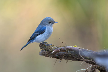 Ultramarine Flycatcher (juvenile bird)