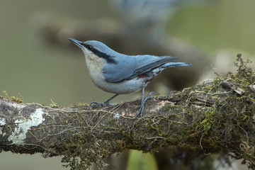 Chestnut-vented Nuthatch