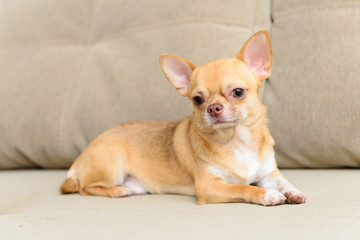 dog Toy Terrier sitting on sofa