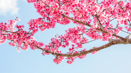 Obraz premium Pink cherry blossom (sakura) in a garden.