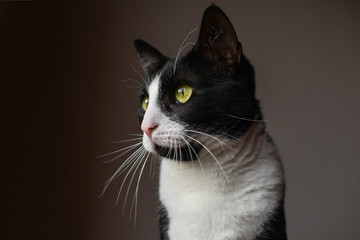 Cat looking through window