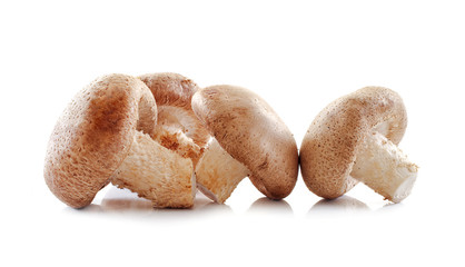 Shiitake mushroom isolated on white background