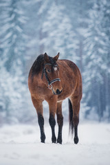 Obraz premium Beautiful horse in a snowy winter forest