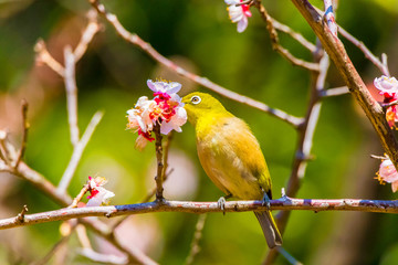The Japanese White-eye.The background is  white plum blossoms. Located in Tokyo Prefecture Japan.