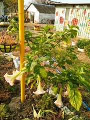 Flowers in a country yard