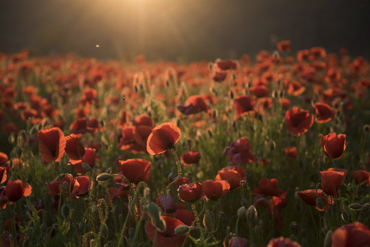 The Remembrance Poppy - Poppy Appeal.