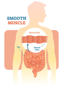 Smooth muscle vector illustration diagram, anatomical scheme with human gut. 
