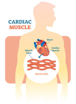 Cardiac muscle vector illustration diagram, anatomical scheme with human heart. 