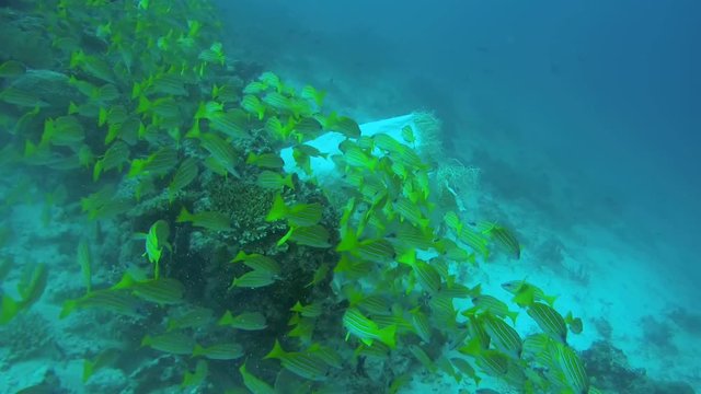 school of Bluestripe Snapper (Lutjanus kasmira) swims next to the garbage bag, Indian Ocean, Maldives