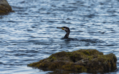 Cormorant fishing near Taormina, Sicily