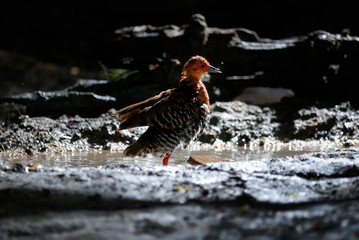 Red-legged crake ,Bird of Thailand