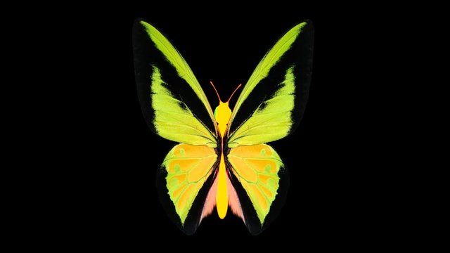 glowing butterfly  fly