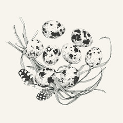 Quail eggs and couple of feathers on a bunch of grass. Every element such as eggs, feathers and grass can be used separately