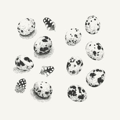 Ink drawn set of quail eggs