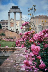 Fototapeta na wymiar Rome Forum