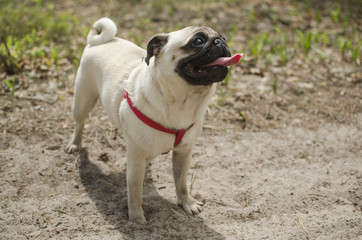 Dog breed pug is standing on the ground