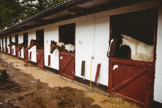 Horses in stable of equestrian centre 