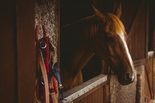 Horse in stable of equestrian centre 