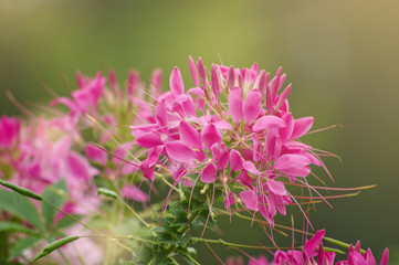 Beautiful pink flower in the garden and morning sunlight