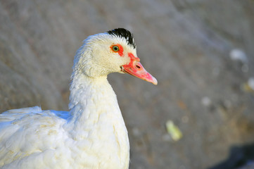 The ducks