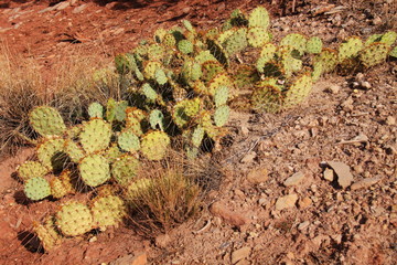 Opuntia plants in Canyonlands NP in Utah in the USA
