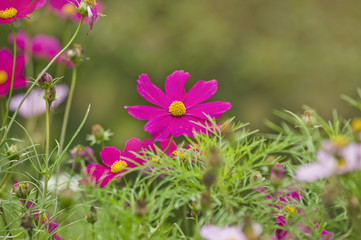 Obraz premium Beautiful cosmos flower in the garden and morning sunlight