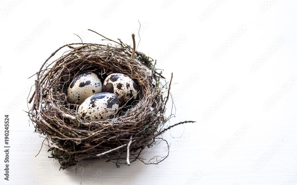 Wall mural a nest with three quail eggs on a business table 