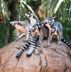 Ring Tailed Lemurs