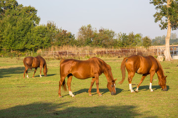Horses grazing on field over grass
