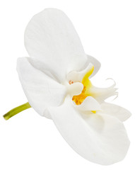Weiß Orchidee