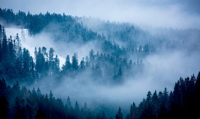 mist in winter forest