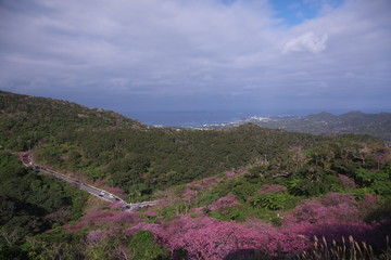 Fototapeta na wymiar ピンク色に染まった沖縄の山林