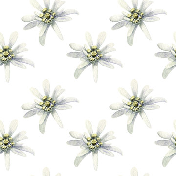 Edelweiss flowers isolated. watercolor seamless pattern illustration