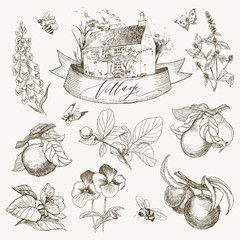 Set of farmhouse and garden flowers and fruits illustration. Hand drawn illustration. Vector design - 190246930