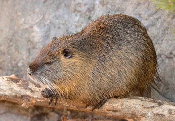 Coypu (Myocastor coypus), also known as river rat or nutria, large, herbivorous, semiaquatic rodent