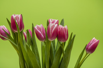 tulip flowers on green background 