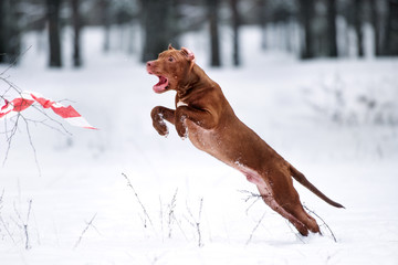 american pit bull terrier puppy jumping in winter