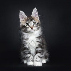 Fototapeta premium Female black silver tabby Maine Coon cat / kitten sitting straight up isolated on black background 