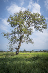 tree and sky