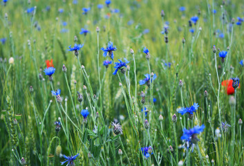 View of field with wild blooming flowers, cornflower, poppy and herbs, among meadow. Beautiful of nature, summertime season.