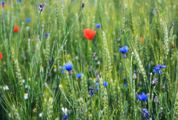 View of field with wild blooming flowers, cornflower, poppy and herbs, among meadow. Beautiful of nature, summertime season.