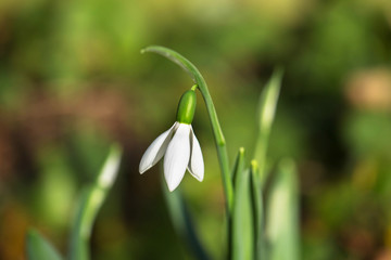 The first spring flower is snowdrop. Spring background